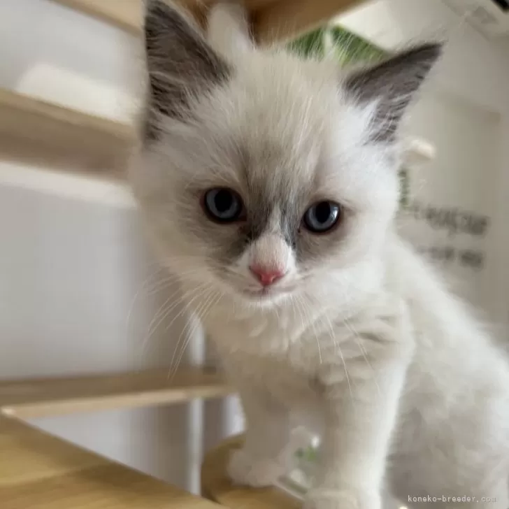 ID：2406-02562の子猫