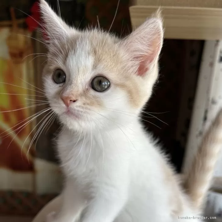 ID：2408-00023の子猫