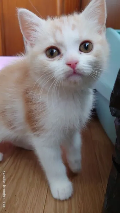 ID:2202-00489の子猫