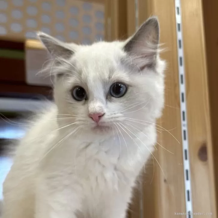 ID：2406-02521の子猫