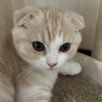 スコティッシュフォールド(折れ耳)【滋賀県・男の子・2023年1月28日・クリームタビーホワイト】の写真「わんぱく坊主😹」