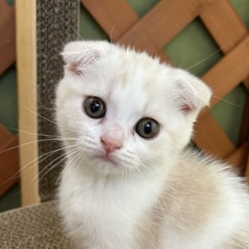 スコティッシュフォールド【滋賀県・女の子・2024年6月4日・クリームタビーホワイト】の写真「お茶目な女の子」
