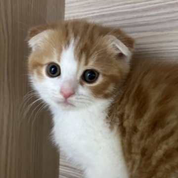 スコティッシュフォールド(折れ耳)【滋賀県・男の子・2023年11月8日・レッドタビーホワイト】の写真「可愛いお顔の男の子😸」