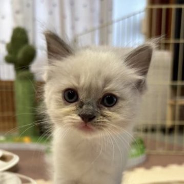 ラグドール【滋賀県・女の子・2023年5月21日・ブルーポイントミテッド】の写真「お茶目で小顔の女の子😽」