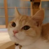 スコティッシュフォールド(立ち耳)【滋賀県・女の子・2022年8月28日・クリームタビーホワイト】の写真1「私はマフィンでちゅ🐹💕」