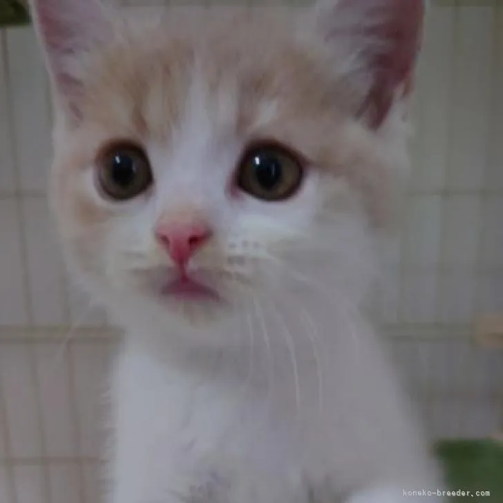 ID:2206-02298の子猫