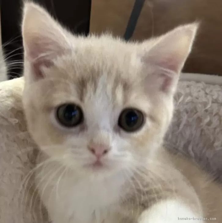 スコティッシュフォールド(立ち耳)【滋賀県・女の子・2025年9月19日・クリームタビーホワイト】の写真1