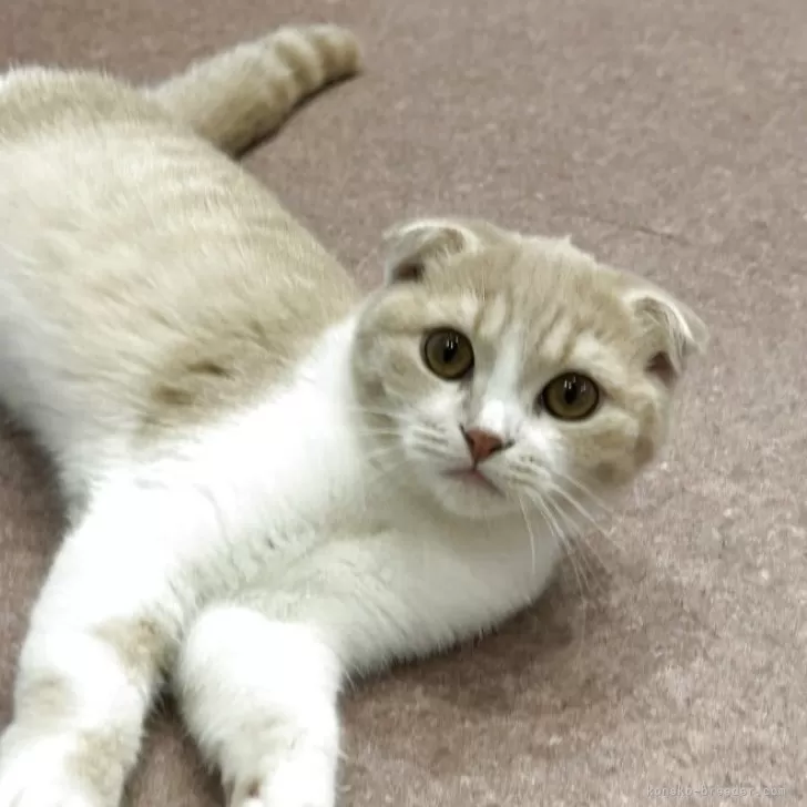 ID：2506-00895の子猫