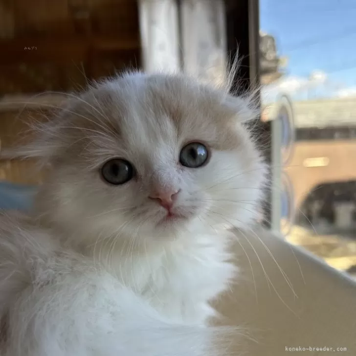 ID:2412-01707の子猫