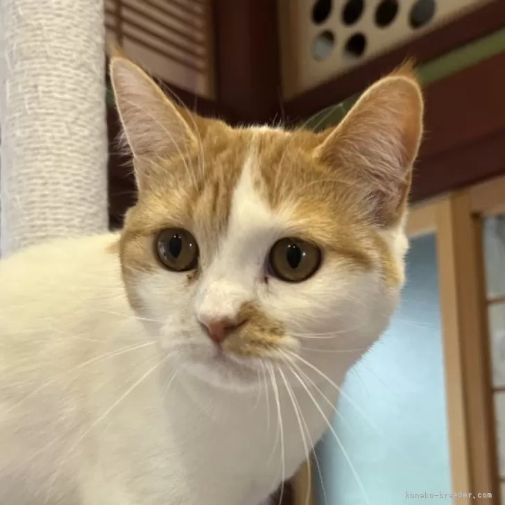 ID:2408-00290の子猫