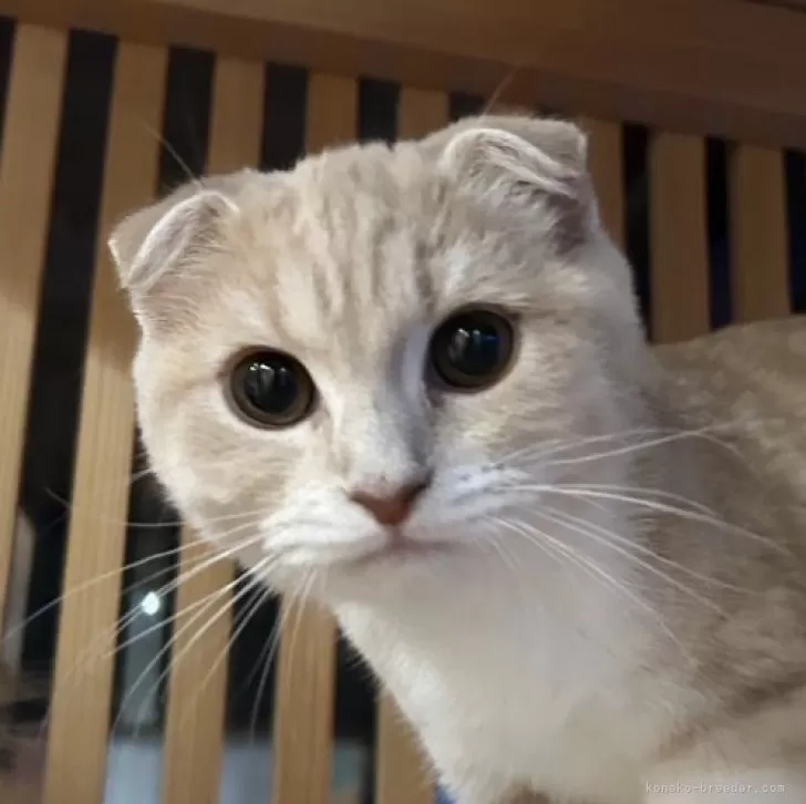 ID：2410-02945の子猫