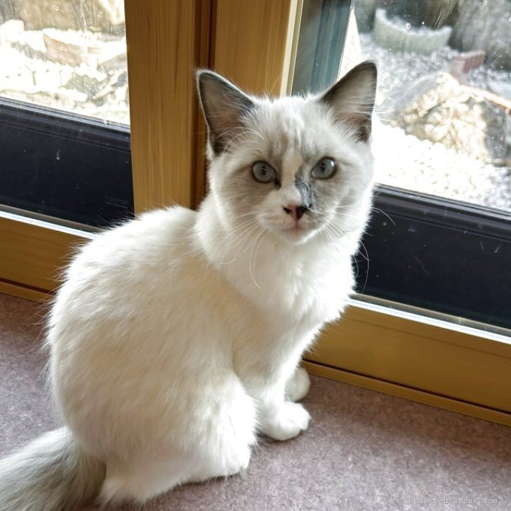 ブリーダー画像