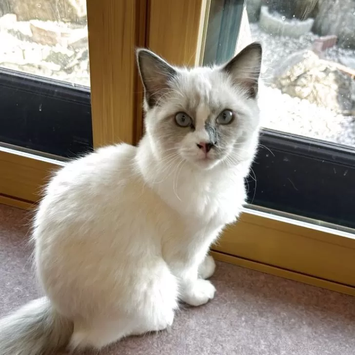 ラグドール【滋賀県・女の子・2025年6月27日・ブルーポイント】の写真1「カナヲちゃん💕」