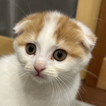 スコティッシュフォールド(折れ耳)【滋賀県・男の子・2025年9月21日・レッドタビーホワイト】の写真「わんぱく坊主No.4」