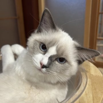 ラグドール【滋賀県・男の子・2025年6月27日・ブルーポイント】の写真「やんちゃ男子💕」