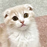 スコティッシュフォールド(折れ耳)