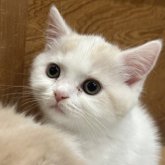 スコティッシュフォールド(立ち耳)