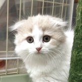 スコティッシュフォールド(折れ耳)