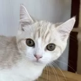 スコティッシュフォールド(立ち耳)