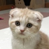 スコティッシュフォールド(折れ耳)