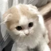 スコティッシュフォールド(折れ耳)