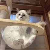 ラグドール【滋賀県・男の子・2025年6月27日・ブルーポイント】の写真2