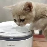 スコティッシュフォールド(立ち耳)【滋賀県・女の子・2025年9月19日・クリームタビーホワイト】の写真2