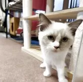 ラグドール【滋賀県・女の子・2025年6月27日・ブルーポイント】の写真3