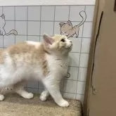 スコティッシュフォールド(立ち耳)【滋賀県・女の子・2025年3月29日・クリームタビーホワイト】の写真5