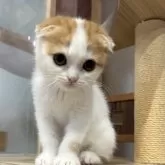 スコティッシュフォールド(折れ耳)【滋賀県・女の子・2025年9月21日・レッドタビーホワイト】の写真5