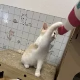 スコティッシュフォールド(立ち耳)【滋賀県・女の子・2025年3月29日・クリームタビーホワイト】の写真7