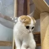 スコティッシュフォールド(折れ耳)【滋賀県・女の子・2025年9月21日・レッドタビーホワイト】の写真7