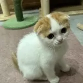 スコティッシュフォールド(折れ耳)【滋賀県・女の子・2025年9月21日・レッドタビーホワイト】の写真8