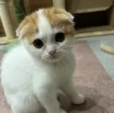 スコティッシュフォールド(折れ耳)【滋賀県・女の子・2025年9月21日・レッドタビーホワイト】の写真9