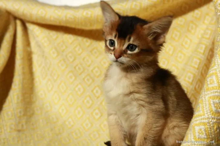 ID：2203-01902の子猫