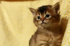 ソマリ【千葉県・女の子・2022年2月10日・ルディ】の写真1