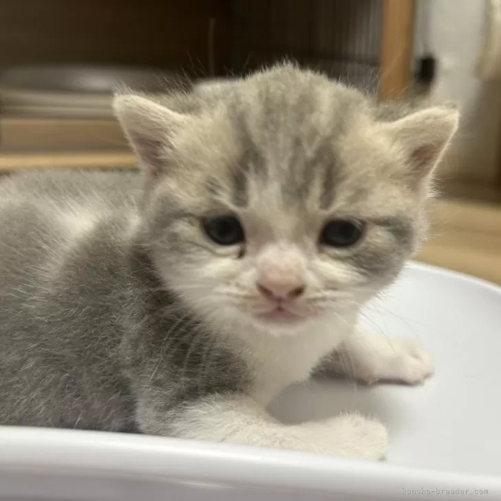 ID:2412-01284の子猫