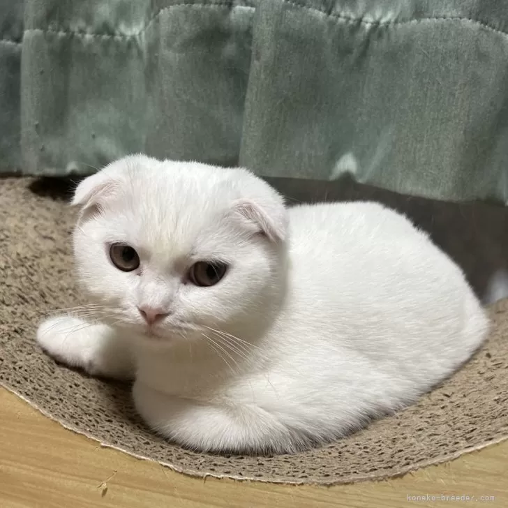 ID:2312-00272の子猫