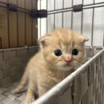スコティッシュフォールド(折れ耳)【千葉県・男の子・2025年8月24日・レッドタビー】の写真「おめめの間の毛色がY字みたいな男の子♡」