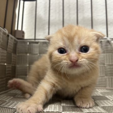 スコティッシュフォールド(折れ耳)【千葉県・女の子・2025年8月24日・レッドタビー】の写真「おめめの間にV字のある折れ耳な女の子♡」