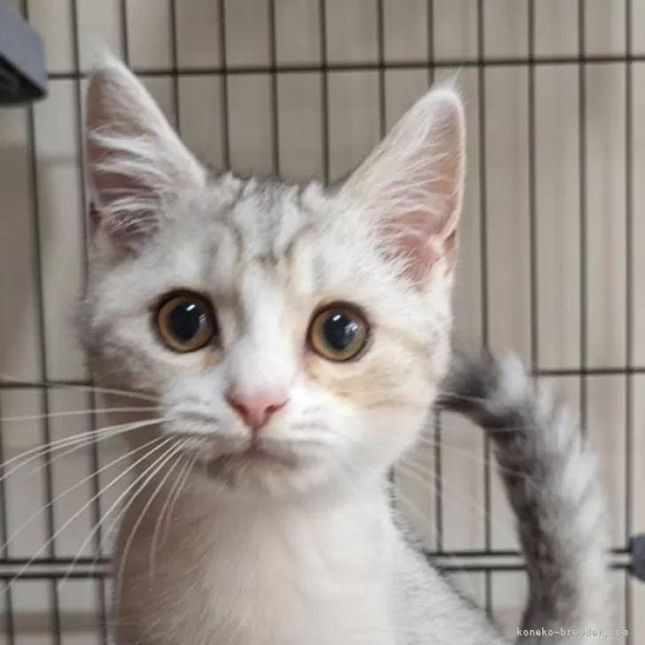 ID:2408-01095の子猫