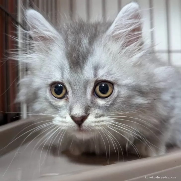 ID：2408-01693の子猫