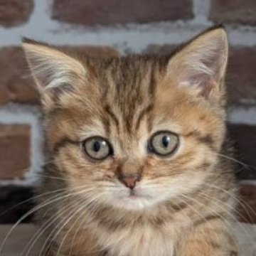 マンチカン(長足)【福島県・女の子・2024年9月7日・ブラウンタビー】の写真「おっとり美人さん」
