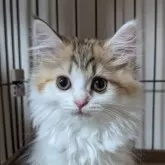 マンチカン(長足)【福島県・女の子・2024年4月21日・ブラウンタビー】の写真1「毛質ふわふわの美人さん」