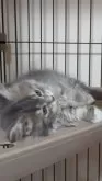 マンチカン(短足)【福島県・女の子・2024年6月10日・】の写真5