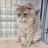 ミヌエット(長足)【福島県・女の子・2025年4月4日・ブルータビー】の写真11