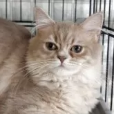 ミヌエット(長足)【福島県・女の子・2025年4月4日・ブルータビー】の写真13