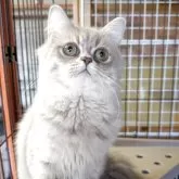 ミヌエット(長足)【福島県・女の子・2025年4月4日・ブルータビー】の写真15