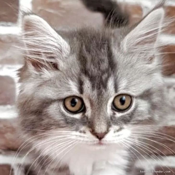 ピンク 様のお迎えした子猫
