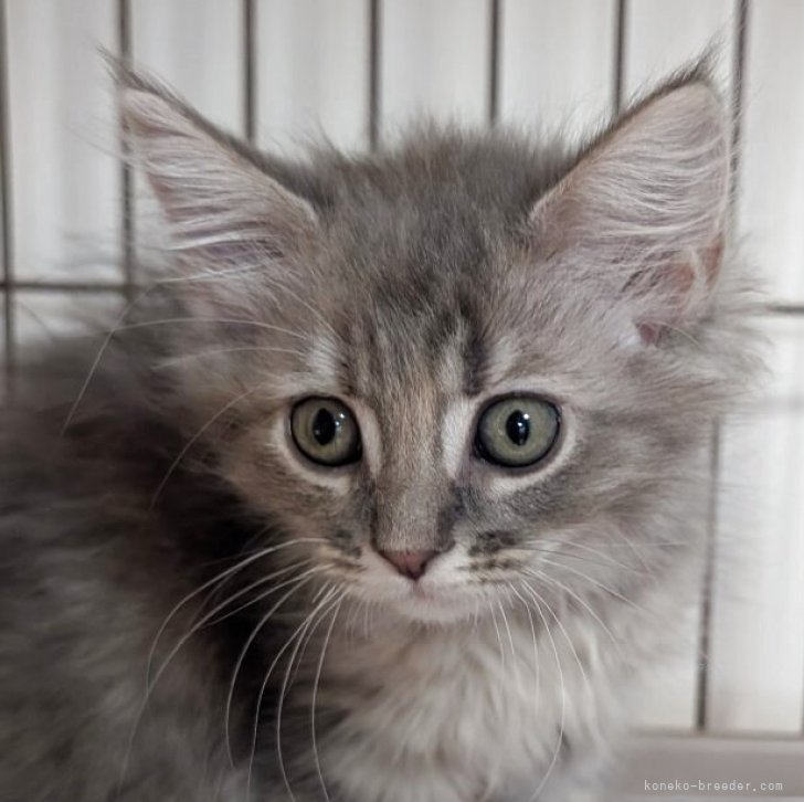 ブリーダー画像